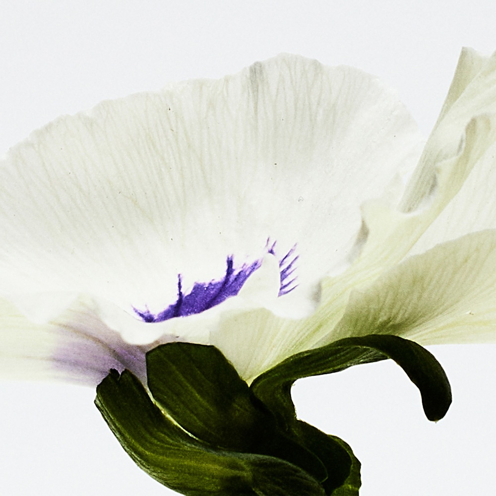 Aire Anthesis Парфюмерная вода купить в VISAGEHALL