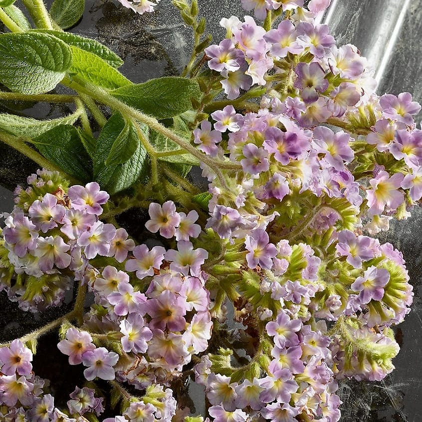 Q By Intense Dolce&Gabbana Парфюмерная вода купить в VISAGEHALL