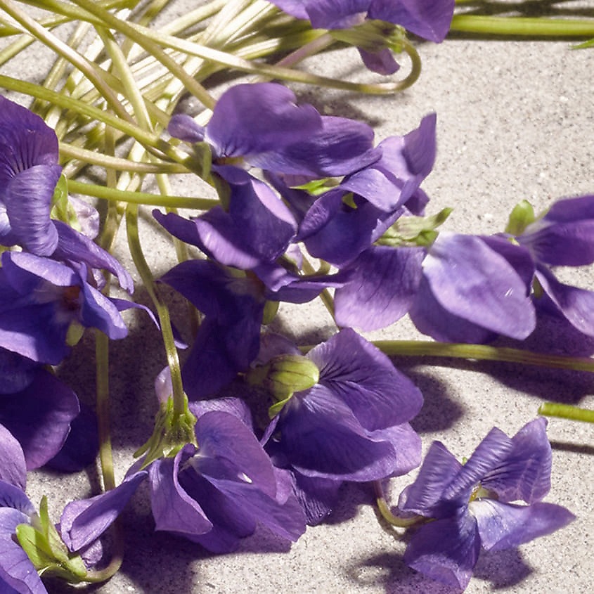 Dolce Violet Туалетная вода купить в VISAGEHALL